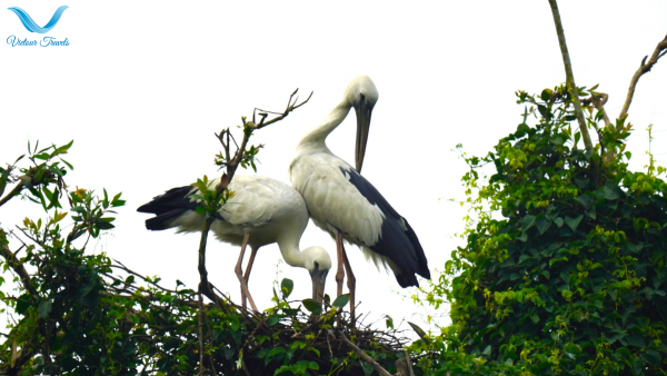 Thousands of Nesting Birds at Gao Giong Forest in Dong Thap, Vietnam